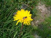 Tanti altri fiori sempre nella conca dei Campelli (7)